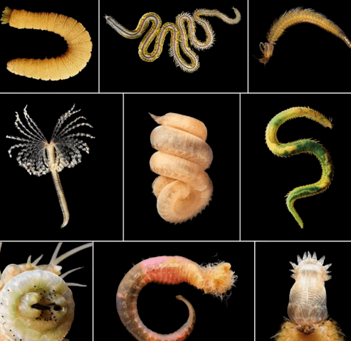 Types d'helminthes