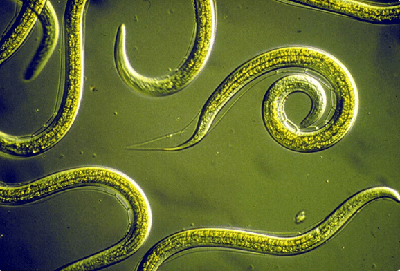 Comment se débarrasser des parasites sans tablettes
