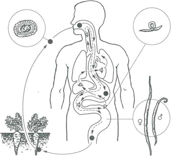 Les principales modes de pénétration des parasites dans le corps humain