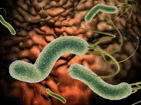 Quels parasites peuvent être dans le corps