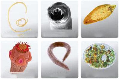 types de parasites